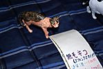 Tokyo-Wonderfest-2007-202.jpg