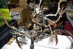 Tokyo-Wonderfest-2007-211.jpg