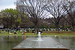 Cherry-Blossoms-2007-Yoyogi-Park-Tokyo-006.jpg