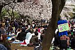 Cherry-Blossoms-2007-Yoyogi-Park-Tokyo-015.jpg