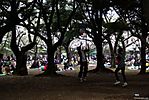 Cherry-Blossoms-2007-Yoyogi-Park-Tokyo-018.jpg