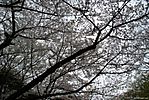 Cherry-Blossoms-2007-Yoyogi-Park-Tokyo-019.jpg