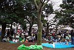 Cherry-Blossoms-2007-Yoyogi-Park-Tokyo-020.jpg