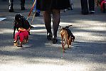 Harajuku-Pumpkin-Parade-2007-083.jpg